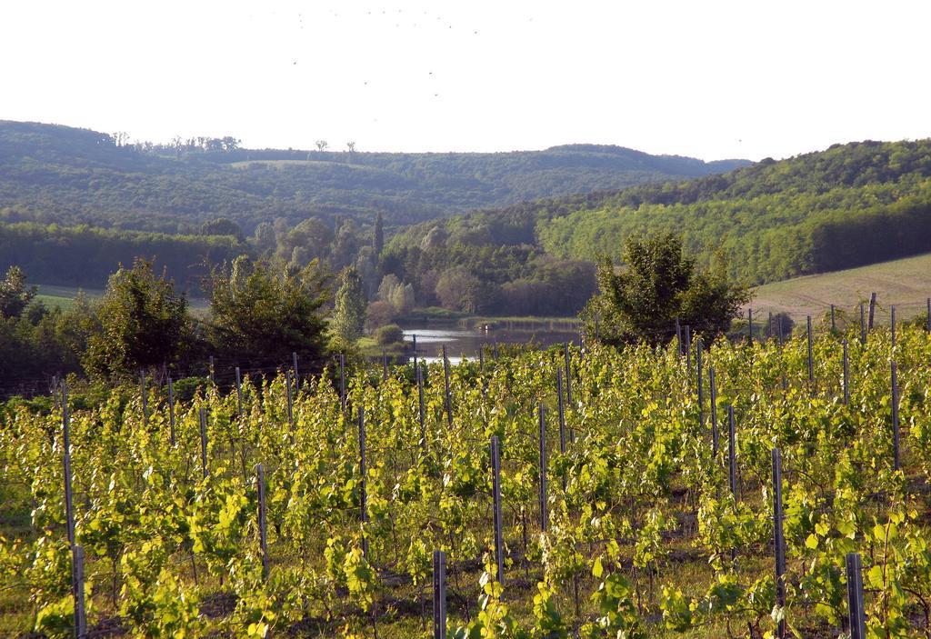 Matievics Borászat és Maison d'hôtes